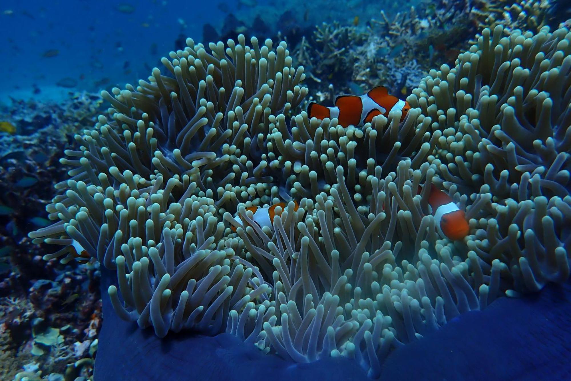 Wai Resort - Raja Ampat Pulau Birie المظهر الخارجي الصورة