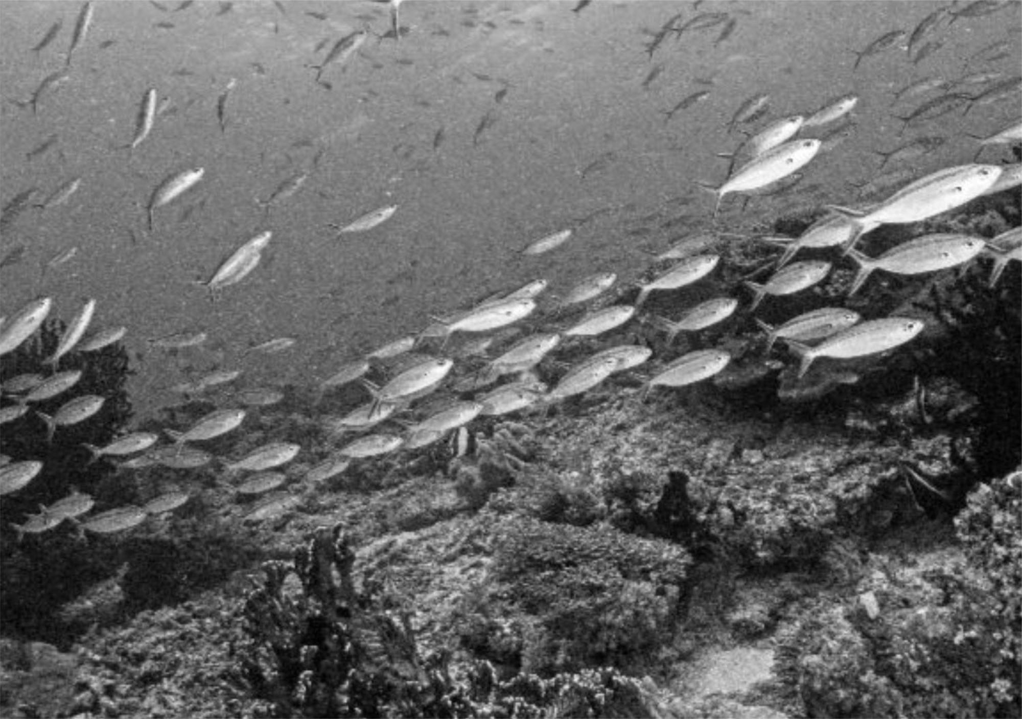 Wai Resort - Raja Ampat Pulau Birie المظهر الخارجي الصورة